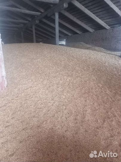 Зерно овес, пшеница, ячмень