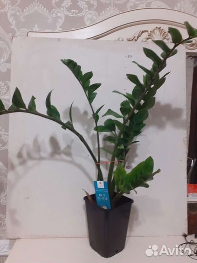 Замиокулькас