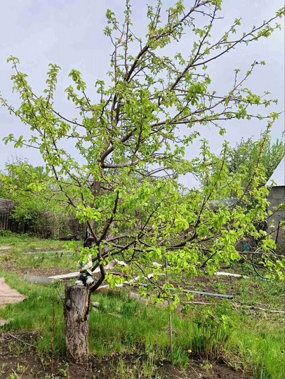 Дача 15 м² на участке 5 сот.