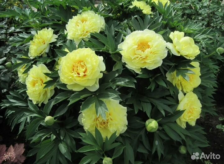 Пион Бартзелла