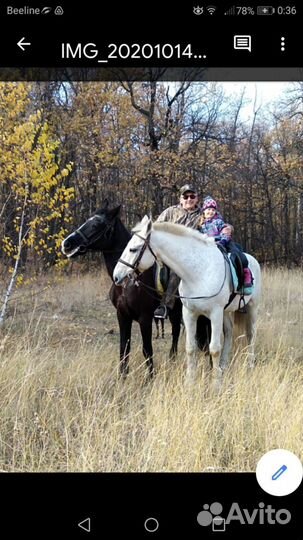 Катание на лошадках