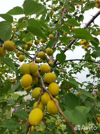 Саженцы абрикоса