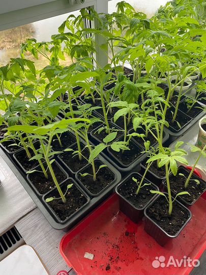 Рассада помидор
