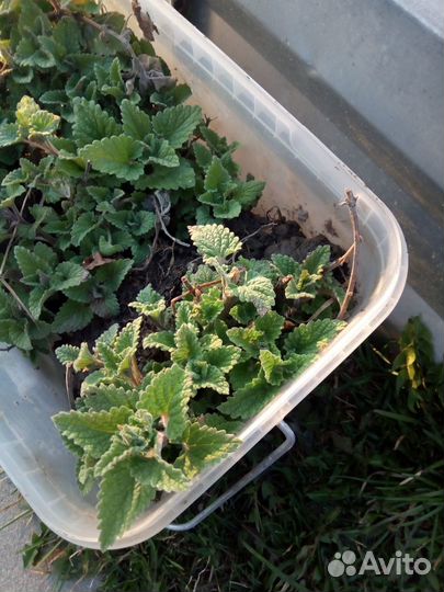 Мелисса в горшочках рассада