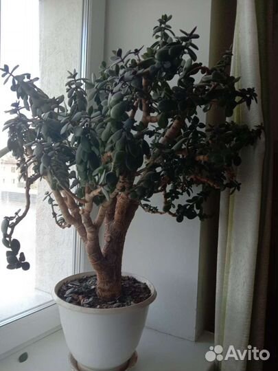 Денежное дерево. Толстянка