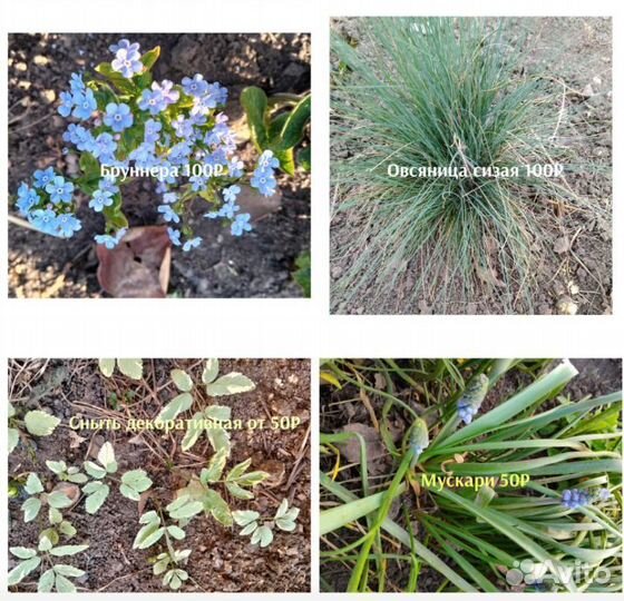 Комнатные и садовые растения