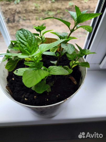 Мята апельсиновая, грейпфрутовая