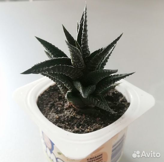 Хавортия лимолистная. Haworthia. Суккулент