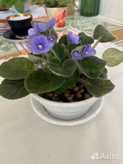 Цветущие фиалки в горшках