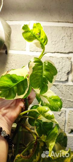 Эпипремнум