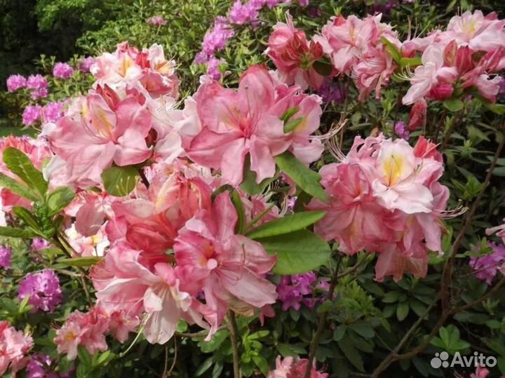 Саженцы Рододендрон листопадный Сhanel