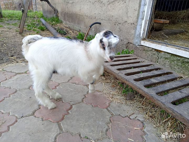 Козлята ламанча