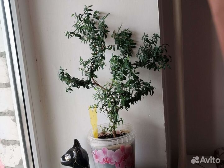 Мирт деревце и укорененые черенки