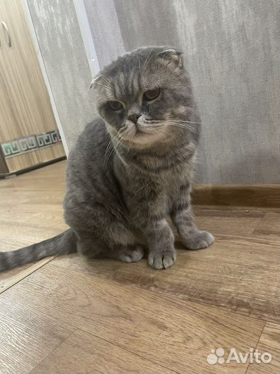 Шотландская