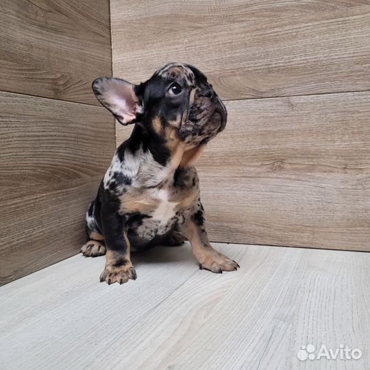 Французский бульдог дарк мерле