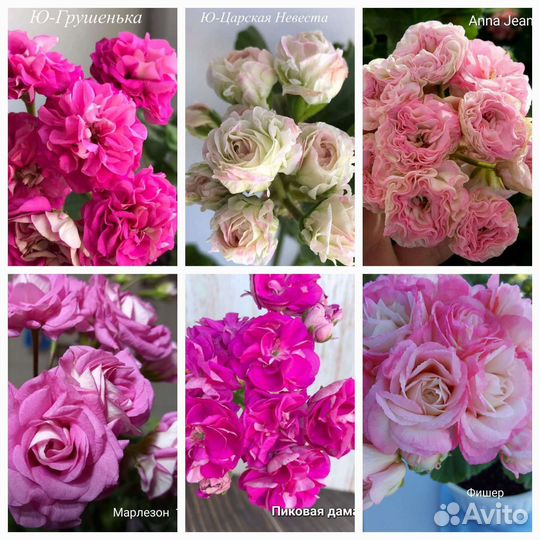 Герань пеларгония