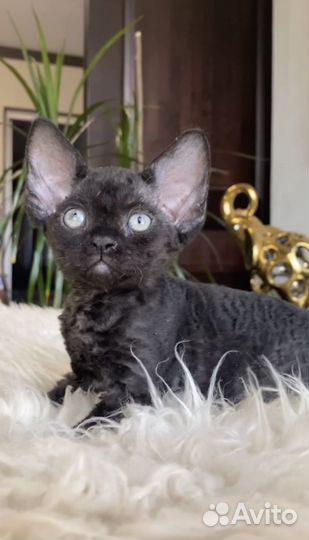 Лучший черный мальчик