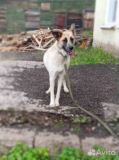 Собака в добрые руки