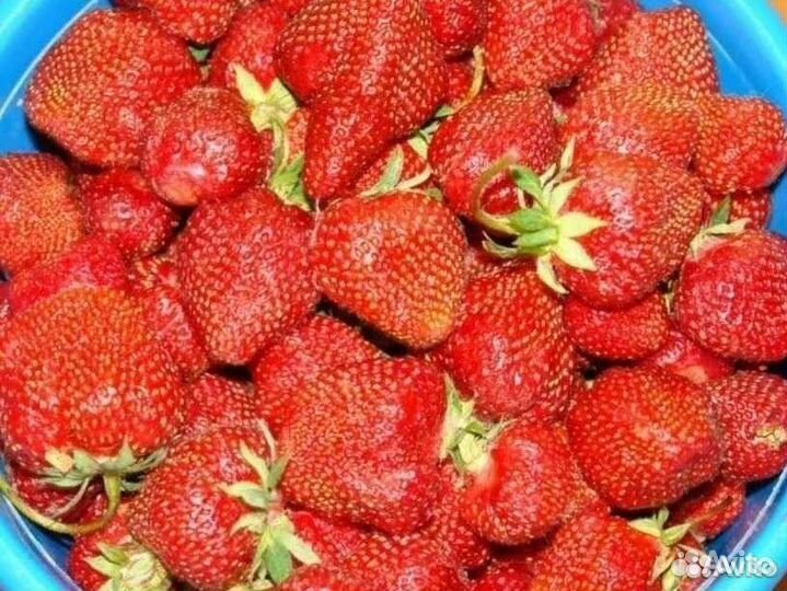 Рассада клубники Надежда советский сорт