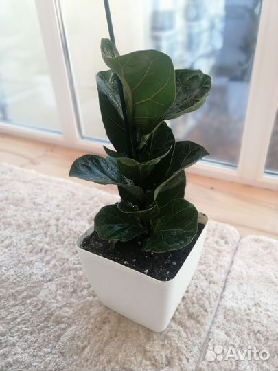 Фикус лирата