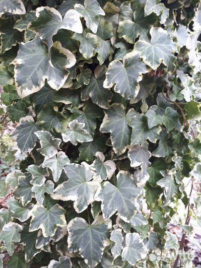 Цветы, кустарники и лианы