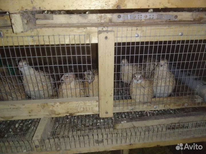 Перепелки несушки