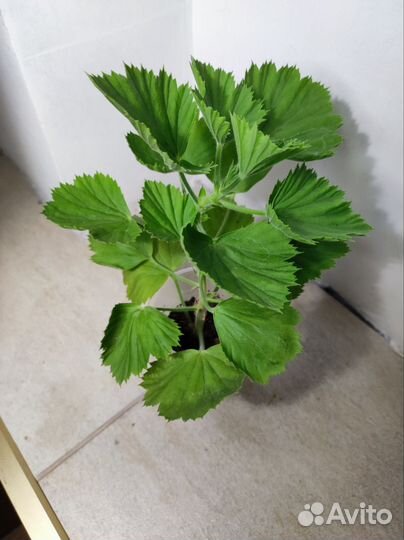 Королев пеларгония Hazel heather большой саженец