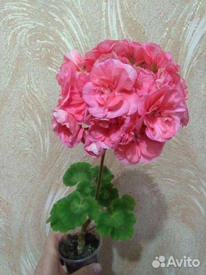 Пеларгония герань