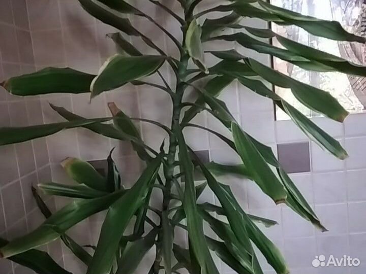 Метровая верхушка комнатного растения драцены