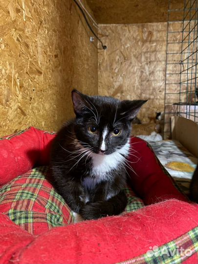 Отдам в добрые руки