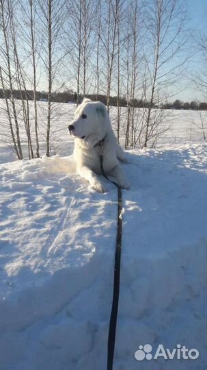 Собаки бесплатно