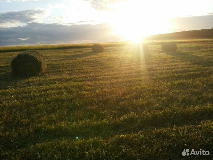 Сено разнотравье. Урожай 2023. Есть доставка