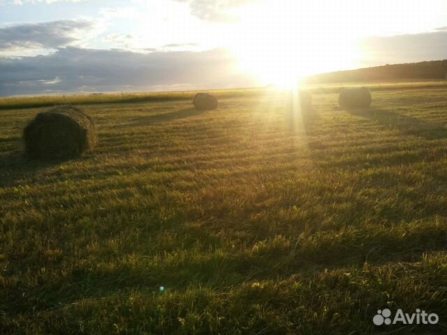 Сено разнотравье. Урожай 2023. Есть доставка