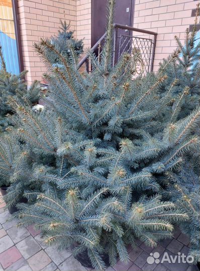 Ель 0.8м