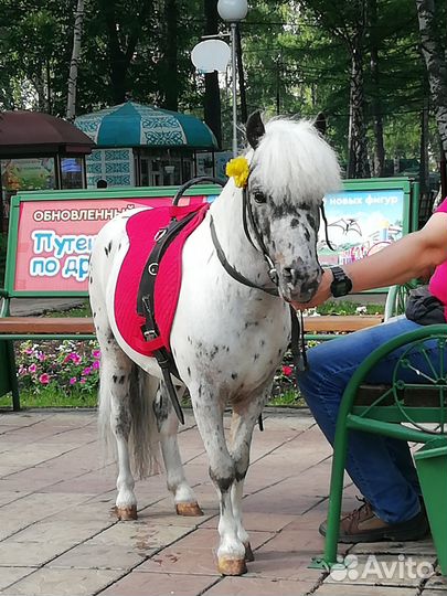 Пони аппалуза