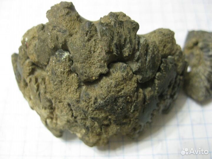 Останки доисторических молюсков юрского периода