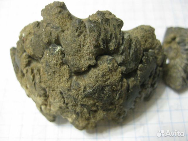 Останки доисторических молюсков юрского периода