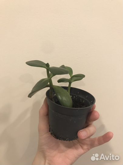 Толстянка денежное дерево