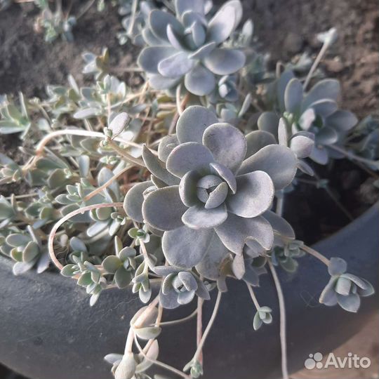 Суккуленты