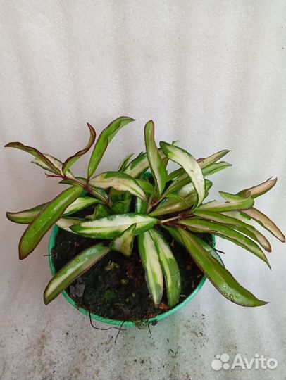 Хойи Tricolor и Wayetii Tricolor