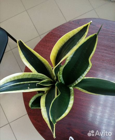 Сансевиерия Блэк голд