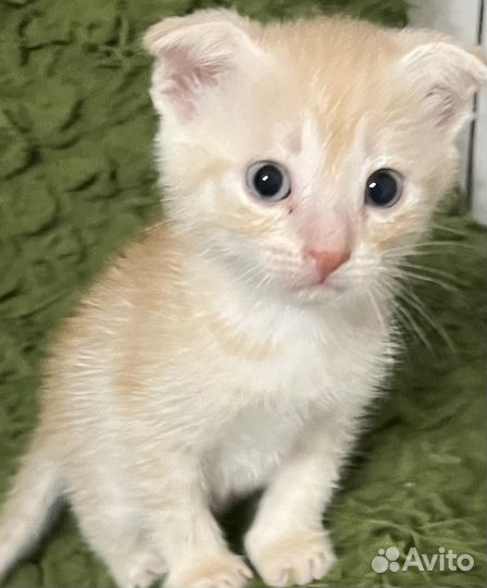 Вислоухий рыжик