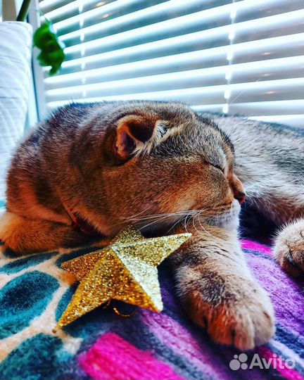 Шотландская золотая шиншилла вязка