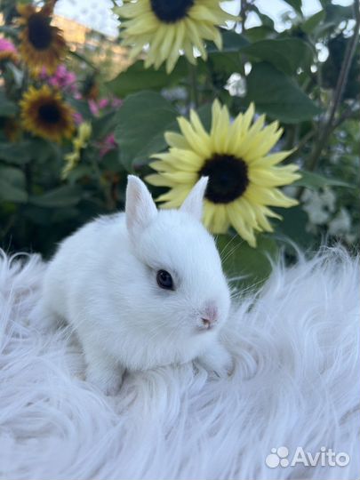 Породистые карликовые декоративные кролики