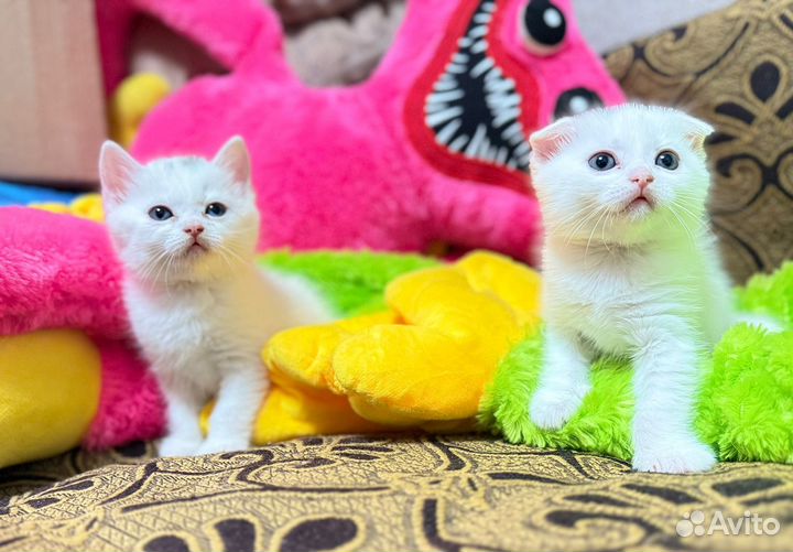 Шотландские котята