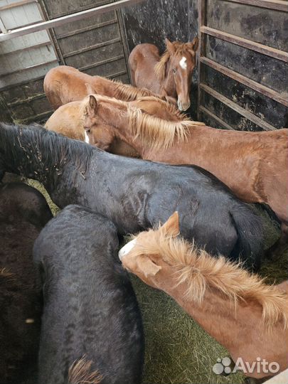 Жеребята полутяжные