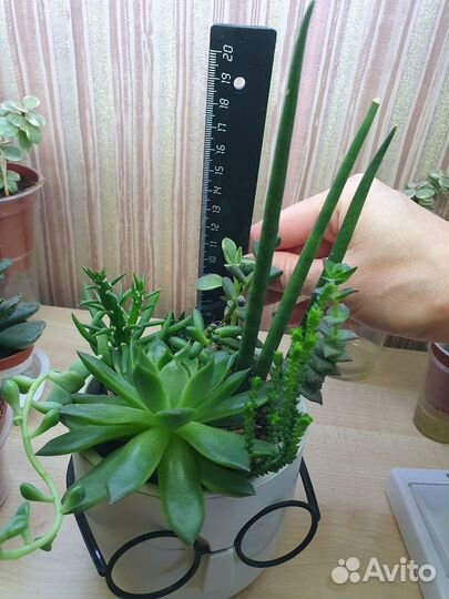 Садик из суккулентов в интерьер