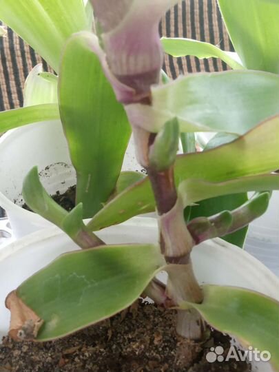 Растение золотой ус