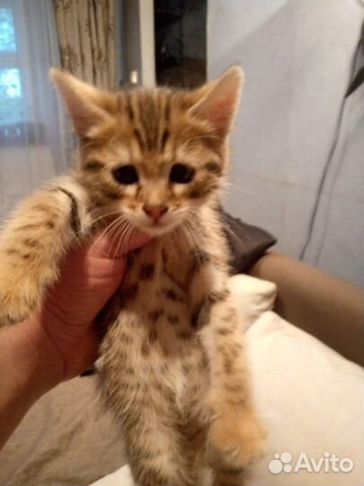 Бенгальский котик помесь