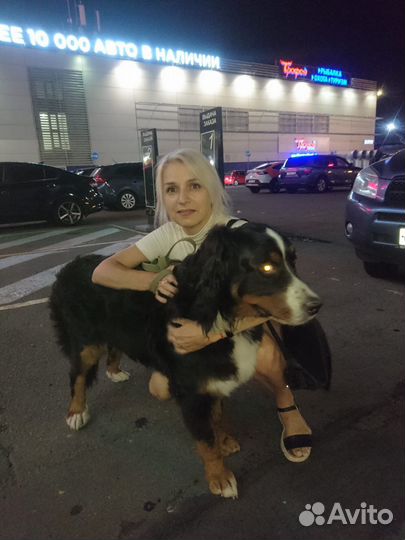 Зоотакси по Москве и мо Перевозка по РФ и за рубеж